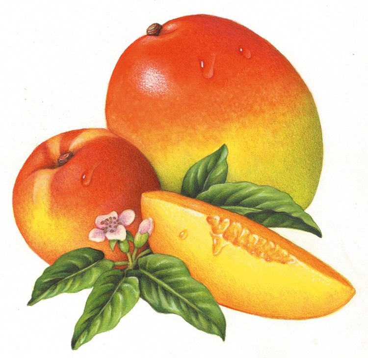 Mango Peach Painting