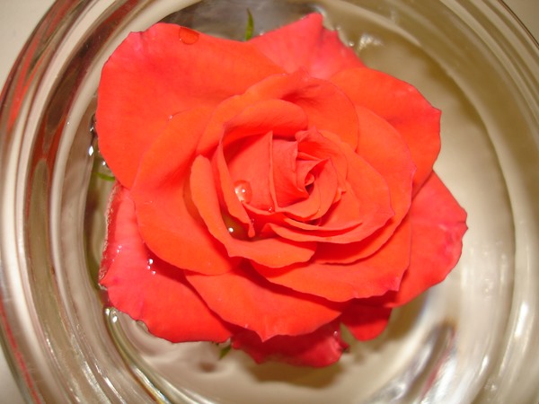 Rose In Water