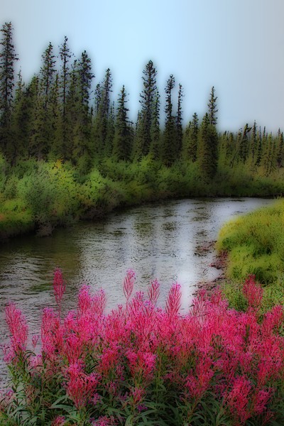 Salmon Stream