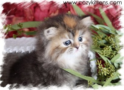 Cozy Kittens & Sue Johnson - www.cozykittens.com
