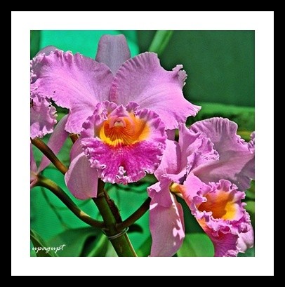 flower beauty
