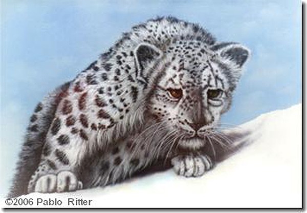 snow leopard
