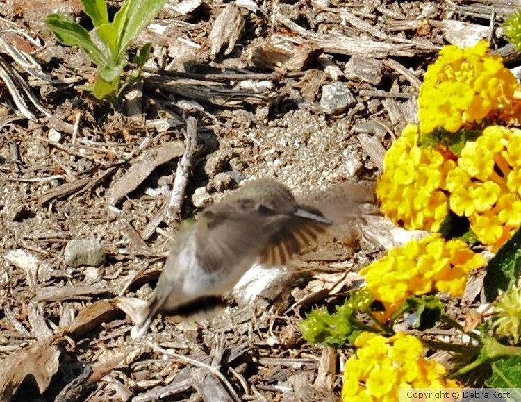 Hummingbird 