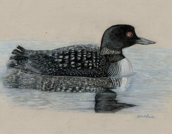 Common Loon