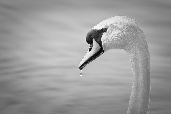 Swan
