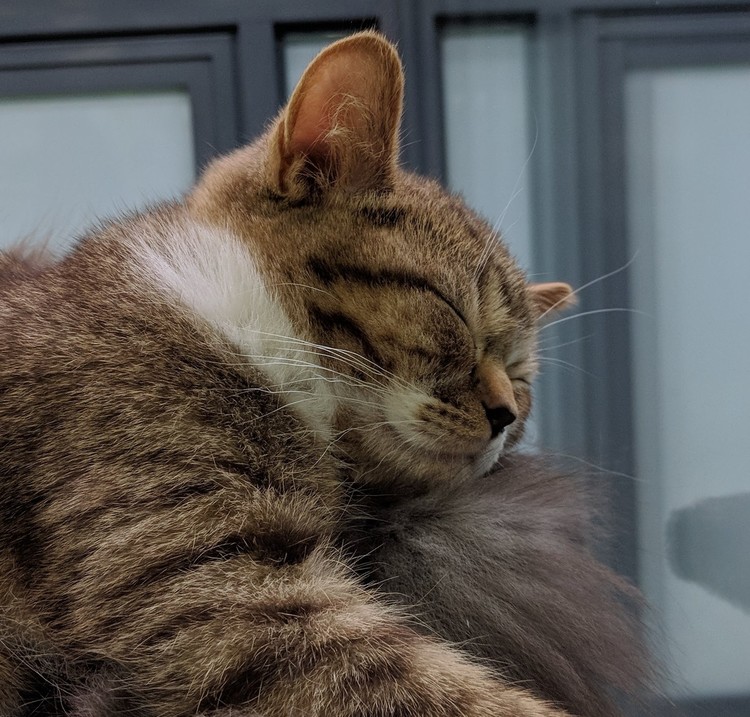 PURRING