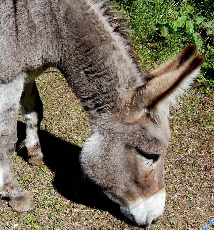 SWEET DONKEY