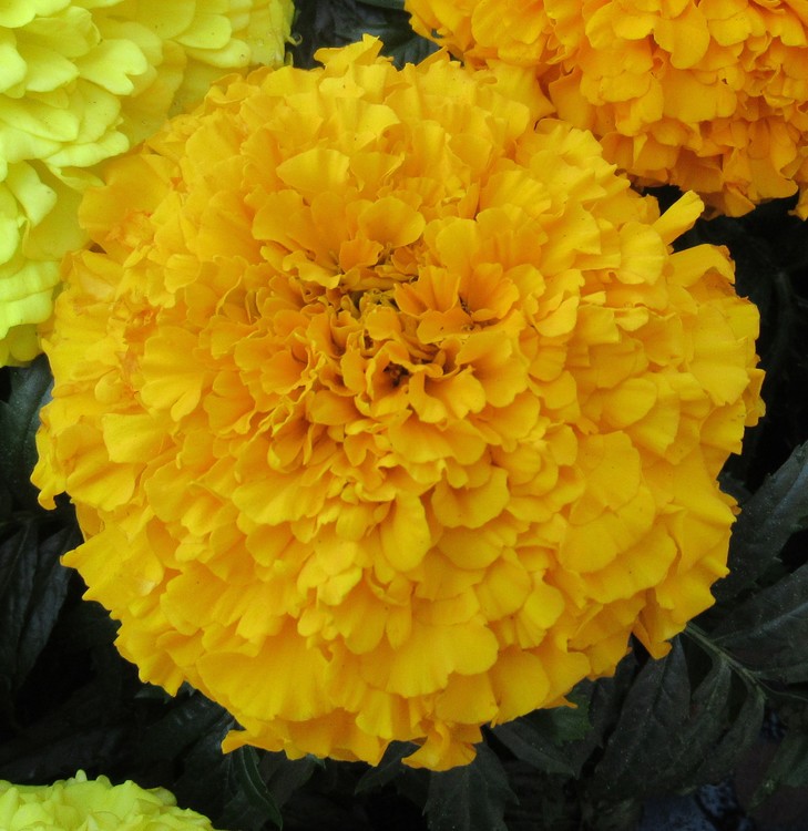 YELLOW CUSHION