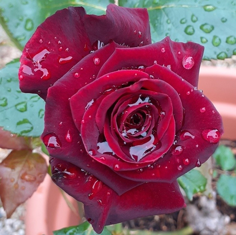 A ROSE FOR YOU!