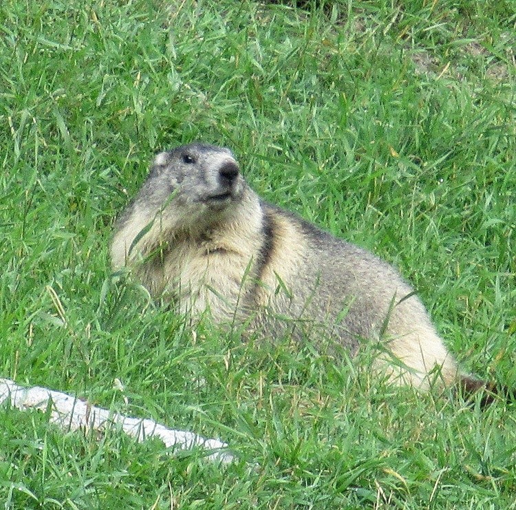 MARMOT