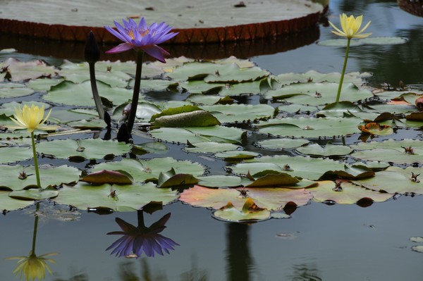 waterlily pond