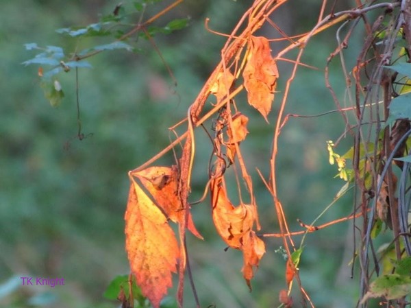 Orange leaves