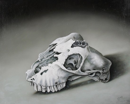 skull of a sheep