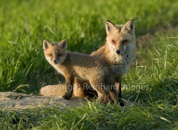 Mother's Pride