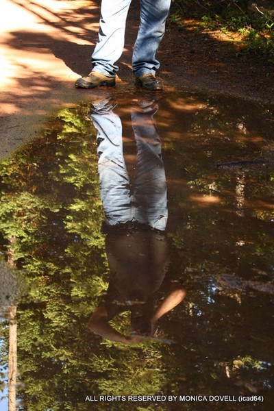 Standing Tall Reflection