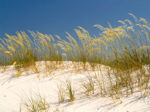 Florida's Gulf Coast