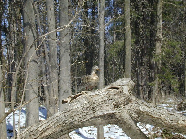 Duck