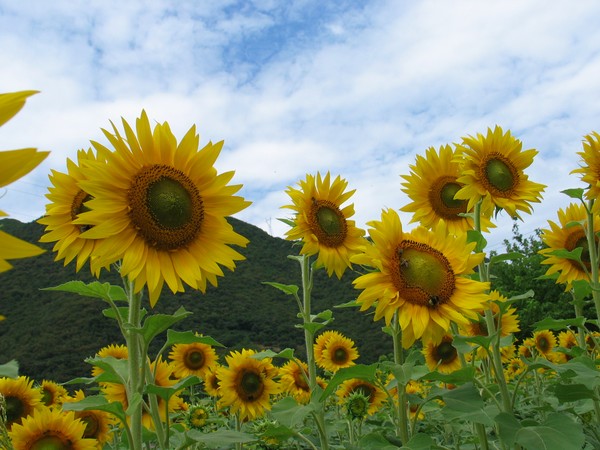 Girasoli 2