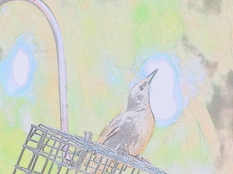 Water color bird