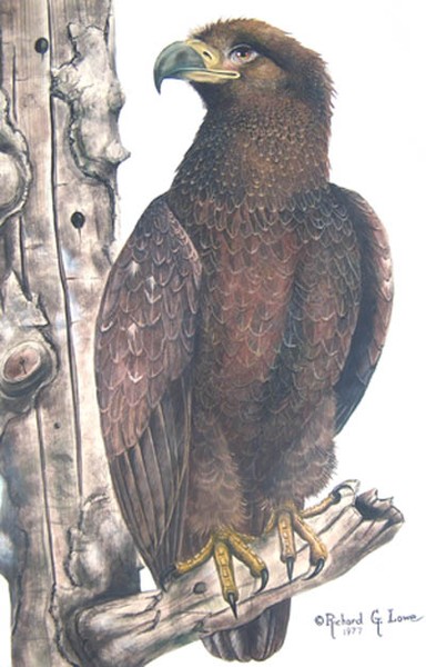 Goled Eagle