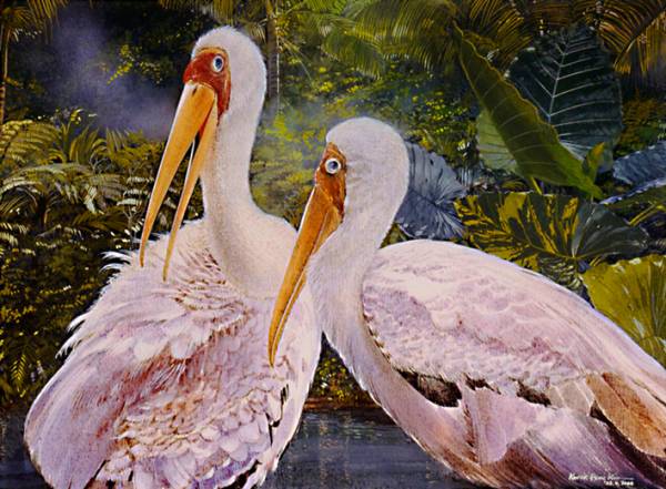 Yellow-Billed Stork