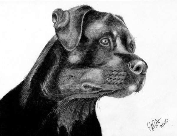 Zak