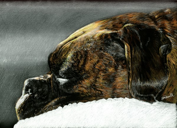 Sleeping Boxer