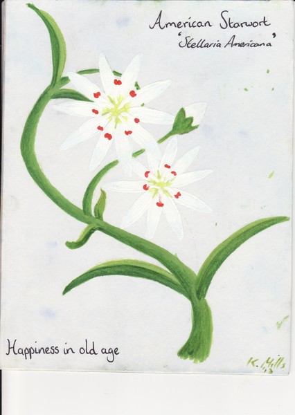 Stellaria americana