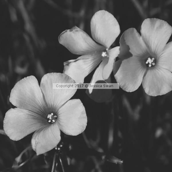 Three