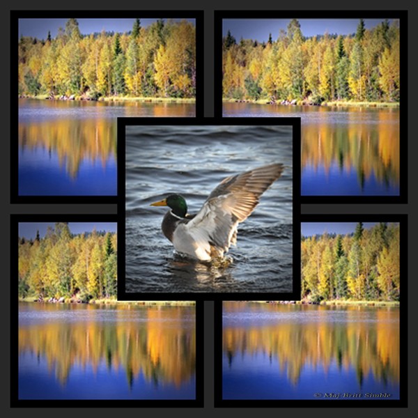 Autumn colours