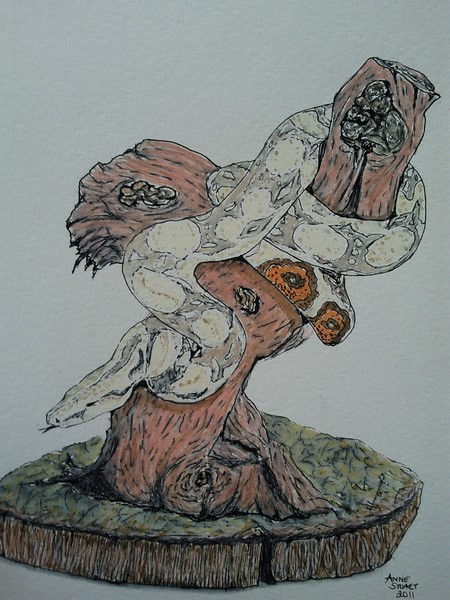 Red Tailed Boa