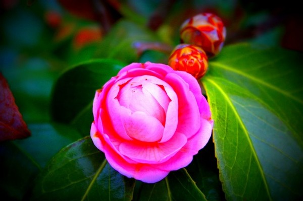 Pink Flower