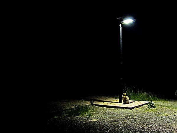 cat in the night