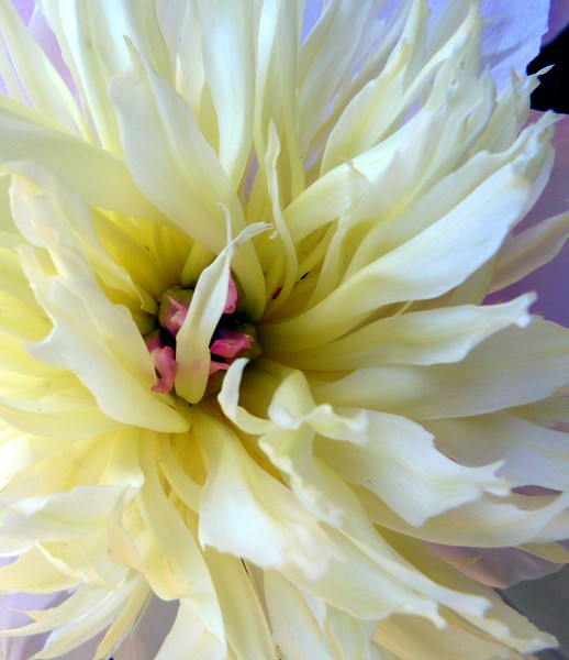 Peony in white