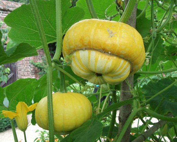 5 Gourds