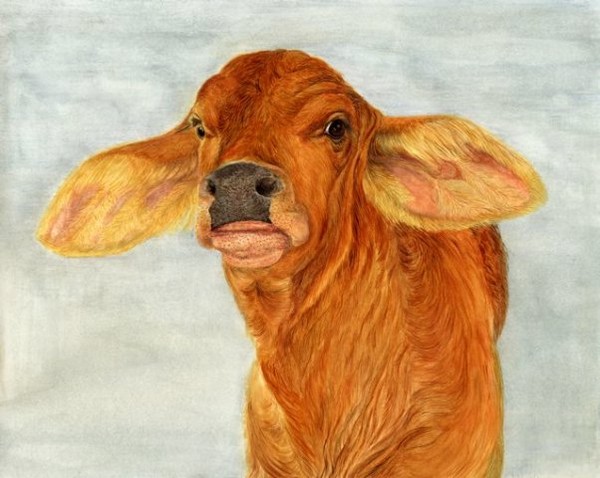 High Class Cow