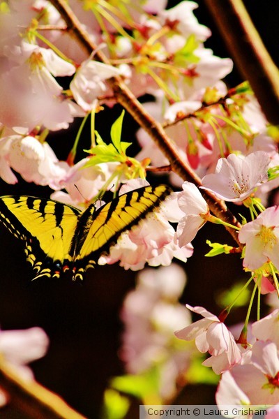 Butterfly Landing