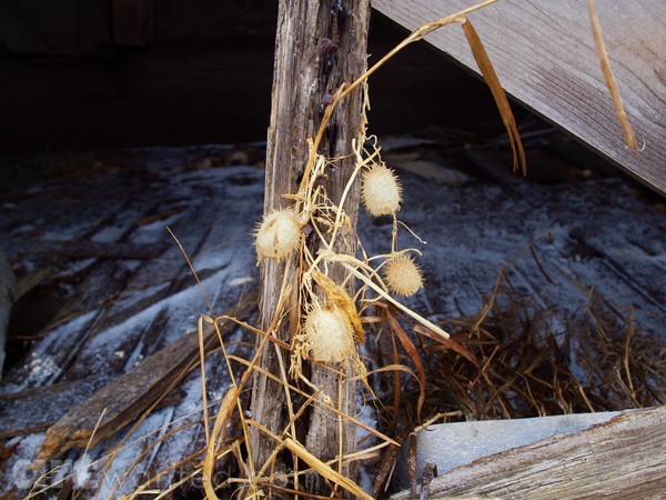 Nature Reclaims Old Farm