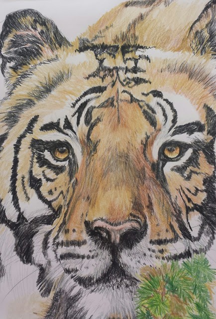 Tiger Watch