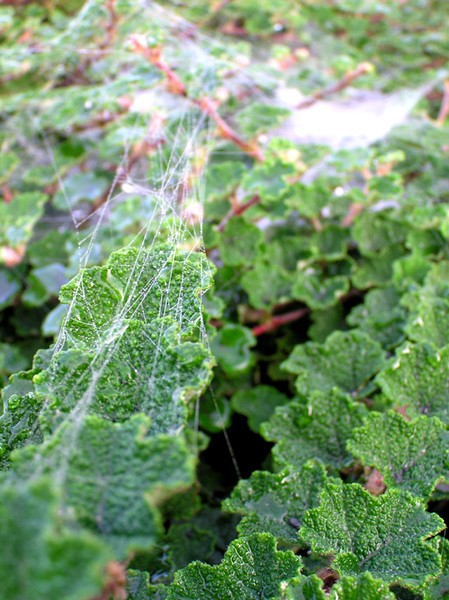 cobweb