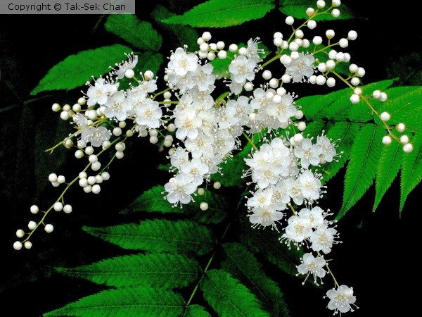 Pealy Plum (Sorbaria sorbifolia (L.) A. Braun), China, 08-30-2006