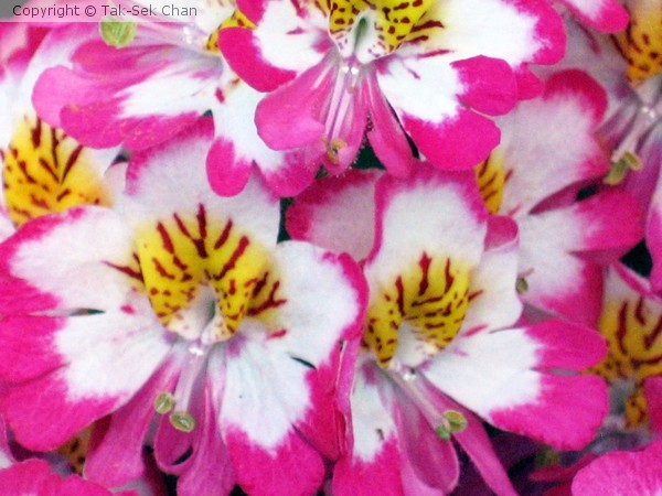 Butterfly Flower (Schizanthus Treasure Trove Rose Bicolor)