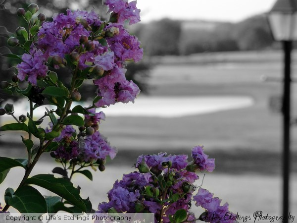 Through the Flowers
