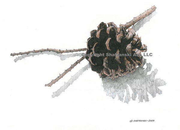 Pinecone