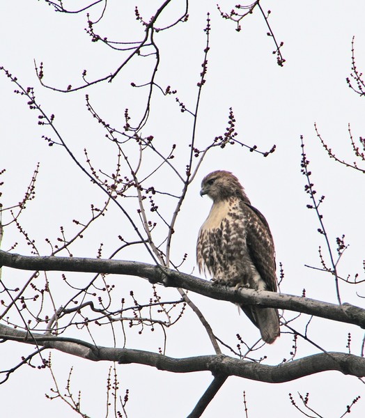 Red Tailed Hawk    Delaware Water Gap   Potaxon boat laUNCH