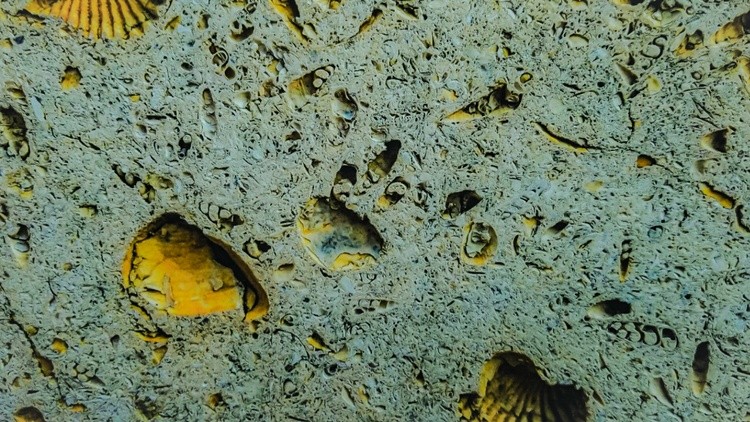 Concrete Wall and Shells Edited