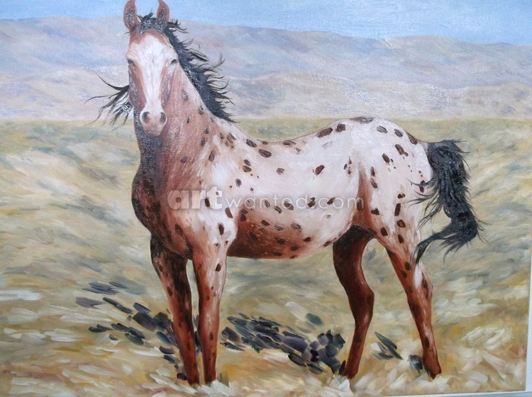 nez perce appalousa