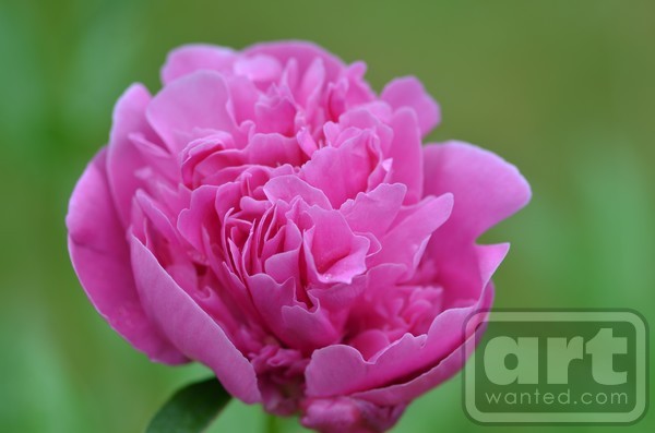 Pink Ruffles