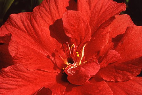Hibiscus