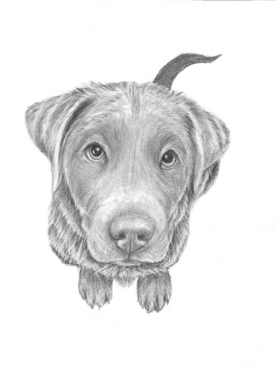 Baloo